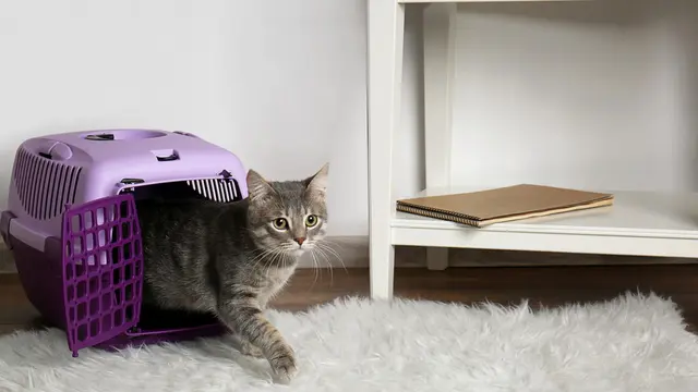 Rentan Stres, Begini Tips Tepat Bawa Kucing ke Dokter Hewan