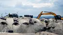 Ratusan sapi memadati TPA Jatibarang, Semarang, Rabu (10/2/2016). Selain dijadikan pusat pembuang sampah, TPA Jatibarang dijadikan peternak sebagai tempat mencari makan sapi-sapi mereka. (Foto: Gholib)