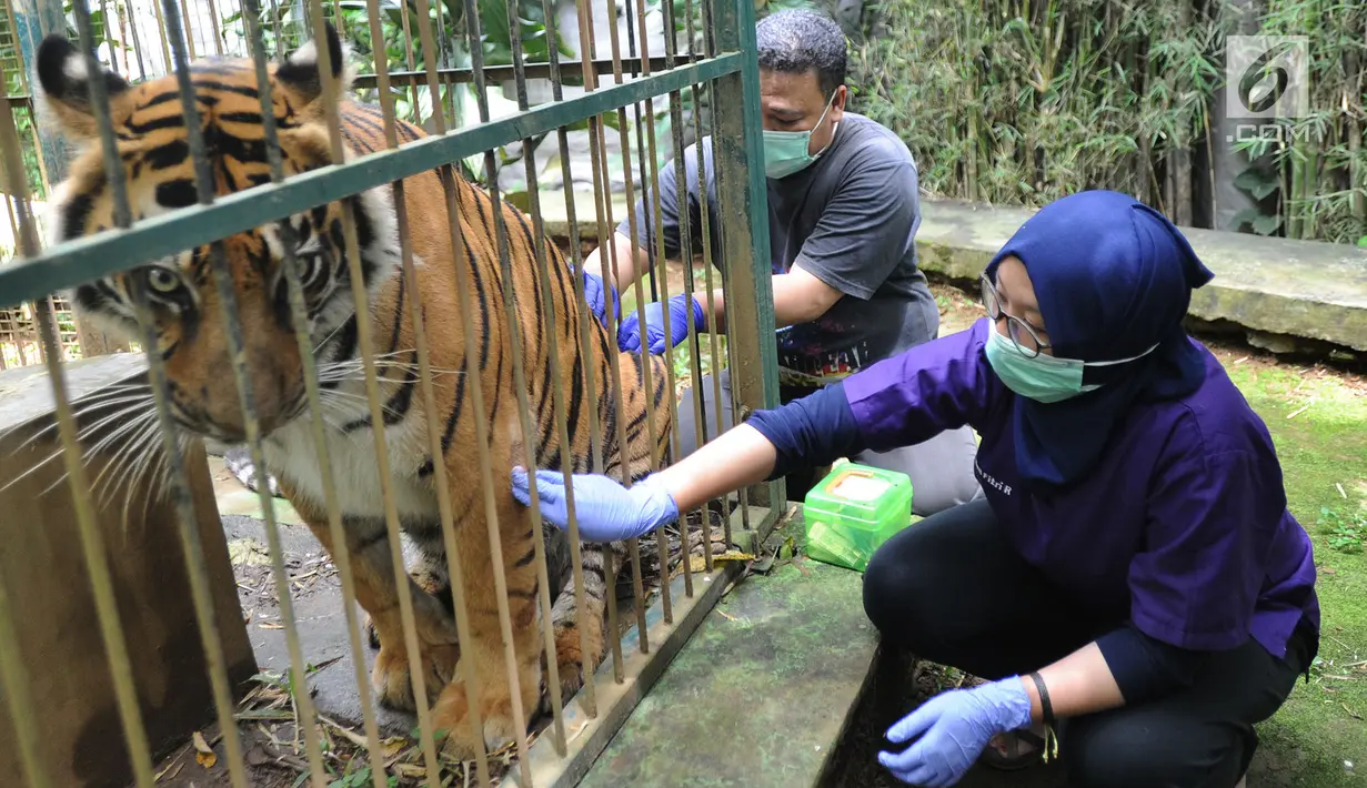 Dokter hewan yang juga aktivis Animal Sanctuary Trust Indonesia (ASTI)  memeriksa Harimau Sumatera (Panthera tigris sumatrae) bernama Eva yang merupakan hasil sitaan di tempat Pusat Transit Satwa Gadog ASTI Bogor, Senin (11/3). (merdeka.com/arie basuki)