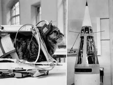 Kucing Felicette digunakan untuk eksperimen penerbangan luar angkasa menggunakan roket Veronique 5 Februari 1964. Felicette atau Felix kucing pertama yang terbang ke luar angkasa. kucing jalanan ini ditemukan ilmuwan Prancis Oktober 1963. (AFP Photo)