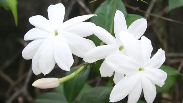 Foto: copyright hdwallpapersnew.net