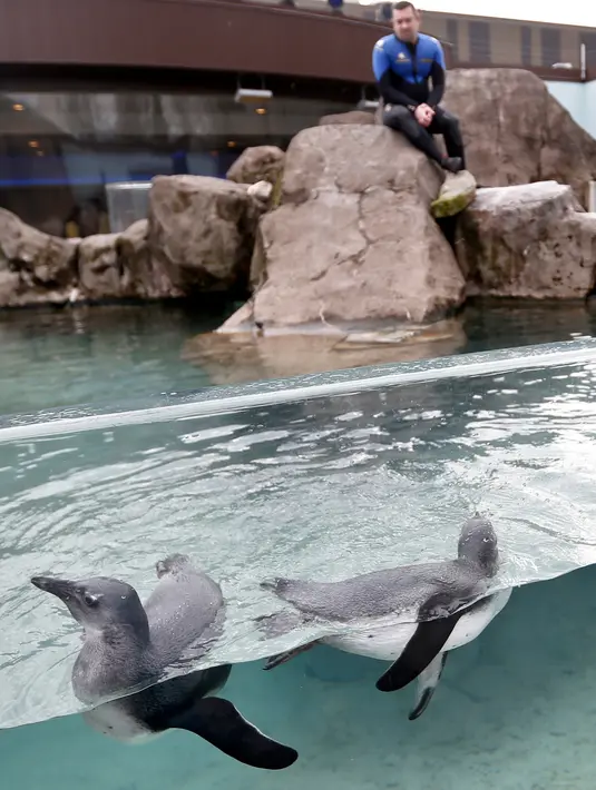 Seorang petugas mengawasi dua ekor penguin Afrika berenang di habitat penguin di National Aviary, Pittsburgh, 12 April 2018. National Aviary adalah bagian dari program pengembangbiakan untuk memastikan populasi Penguin Afrika. (AP Photo/Keith Srakocic)