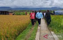 Pemkab Jayawijaya Genjot Pembukaan Lahan Persawahan, Perkuat Ketahanan Pangan Nasional