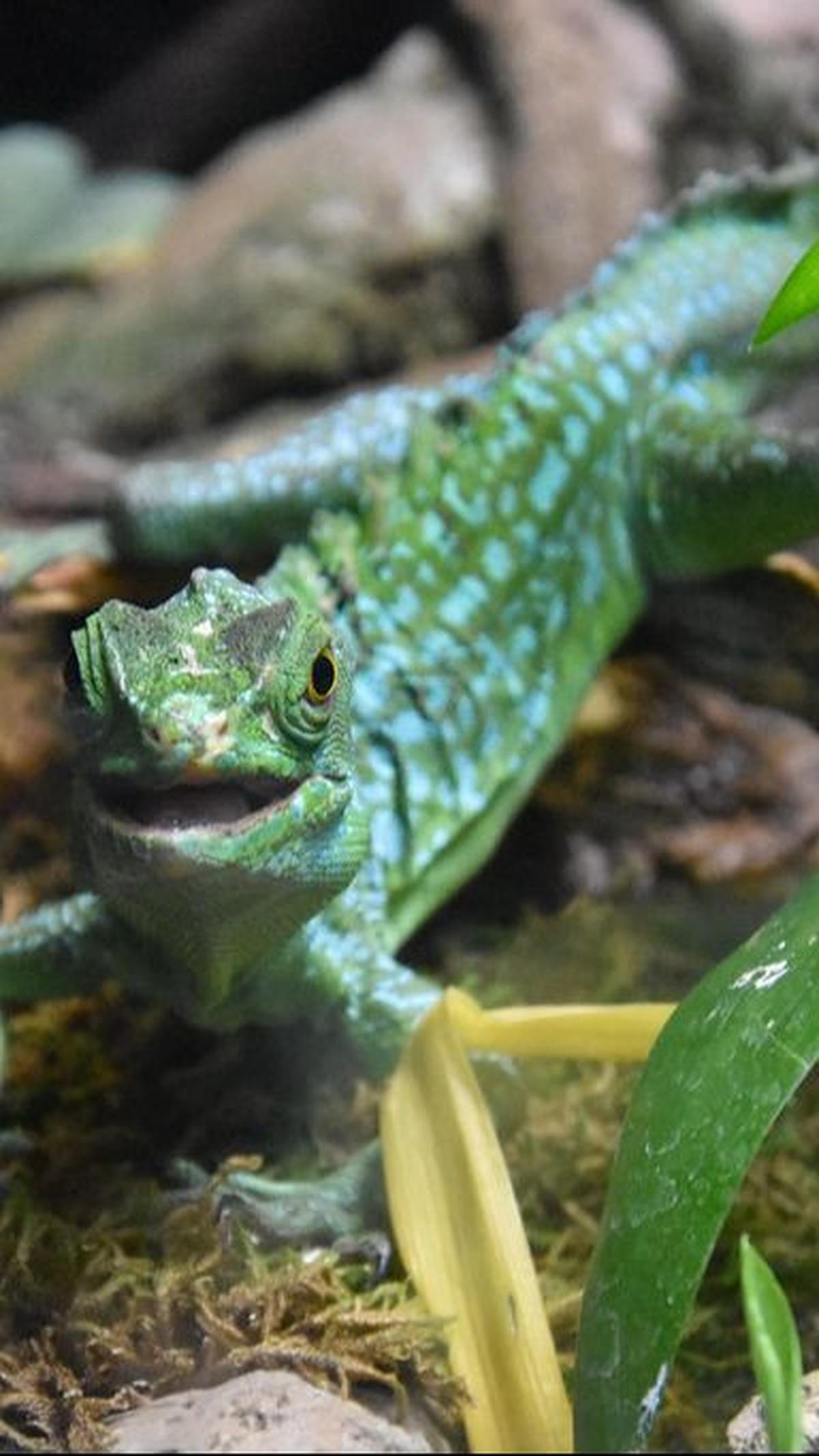 4. Basilisk Jadi Salah Satu Kadal yang Tak Ramah dengan Manusia<br>