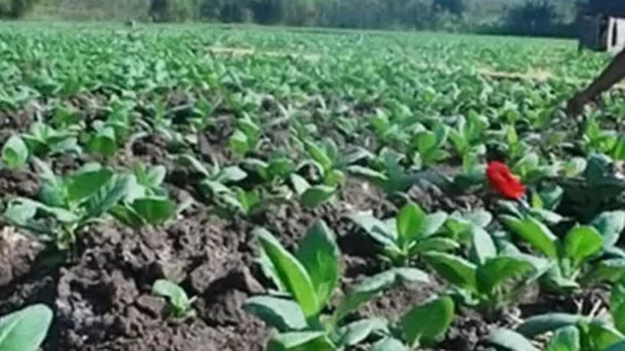 "Yang jelas kami dari Kemnaker khawatir akan ada pengurangan tenaga kerja, tidak hanya di IHT, tapi juga di periklanan, khususnya di produksi iklan," tambahnya.