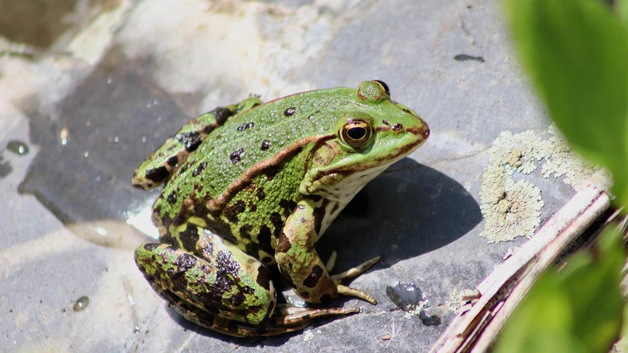 7 Jenis Katak Pemangsa Tikus Kecil yang Bermanfaat bagi Petani di Lahan Basah
