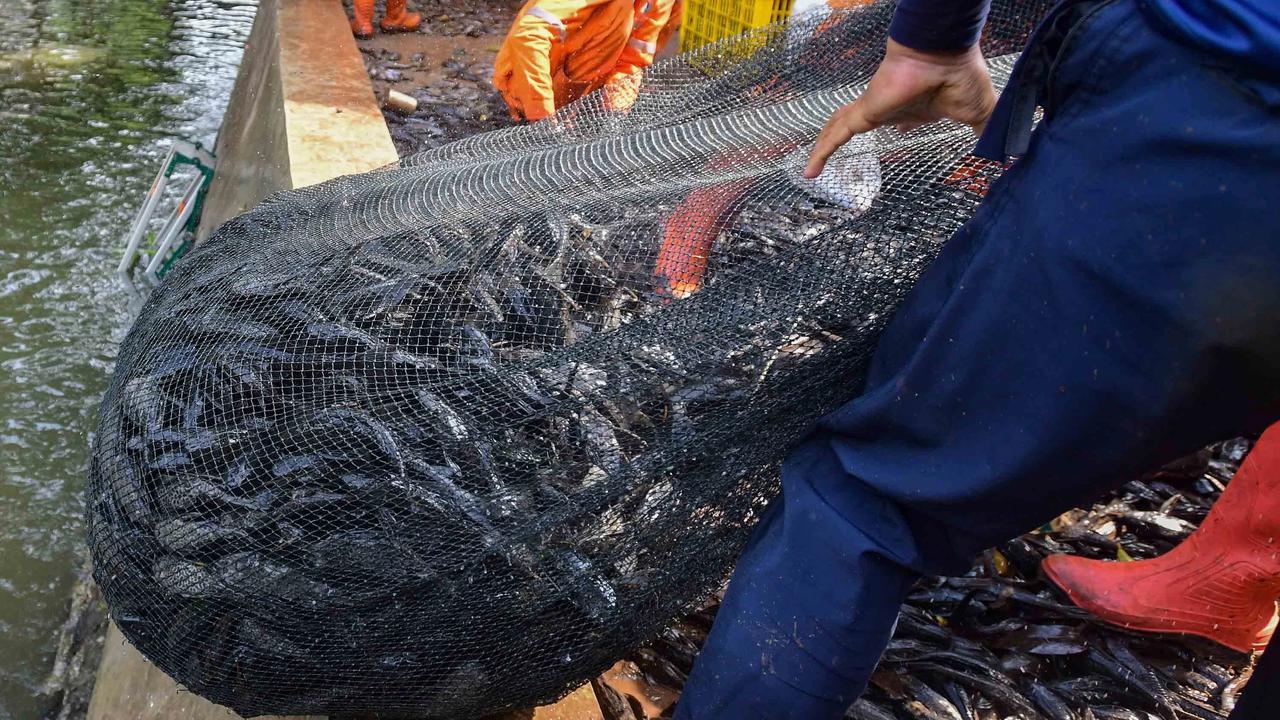 FOTO: Operasi  Penangkapan  Ikan Sapu Sapu di Setu Babakan Capai Lebih dari Tiga Ton
