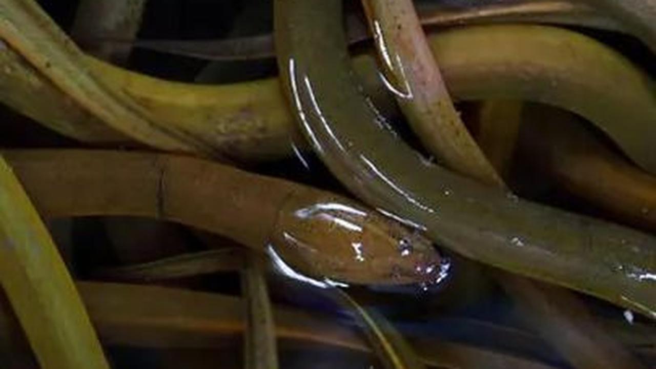 Cara Menghilangkan Lendir dan Bau Amis pada Belut