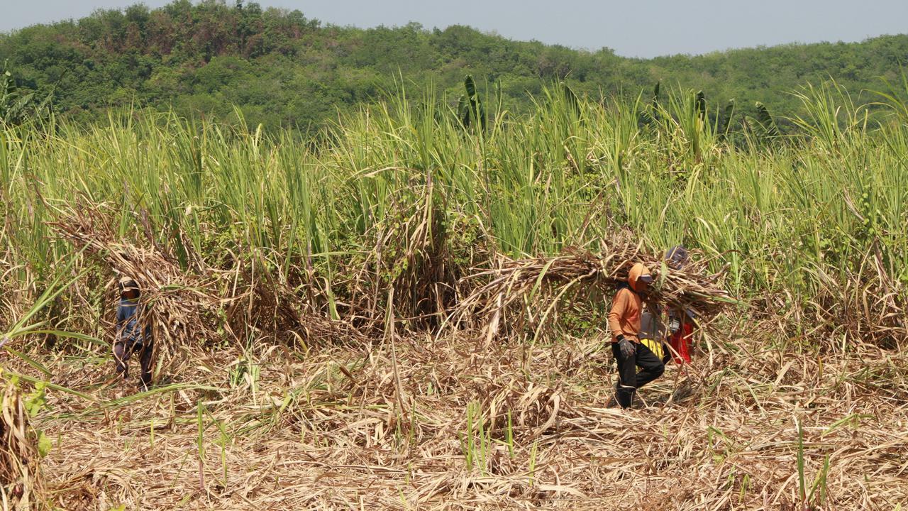PTPN, Pertamina dan Medco Keroyokan Kembangkan Bioetanol di Indonesia, Bakal Bangun 10 Pabrik