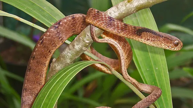 Ular Siput (Pareas carinatus)