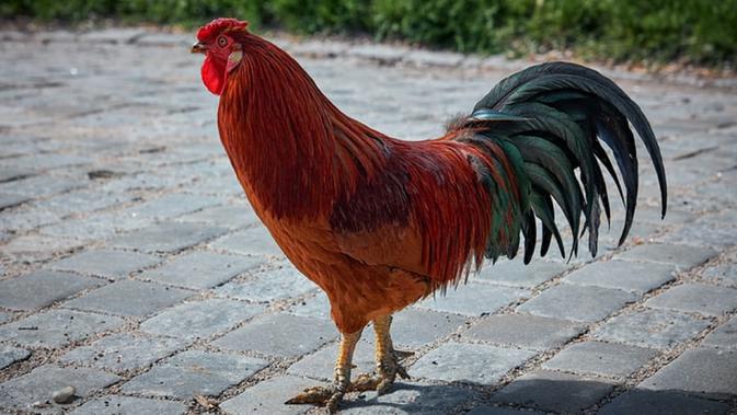 11 Arti Mimpi Ayam Jago Simbol Keberuntungan Ragam Bola Com