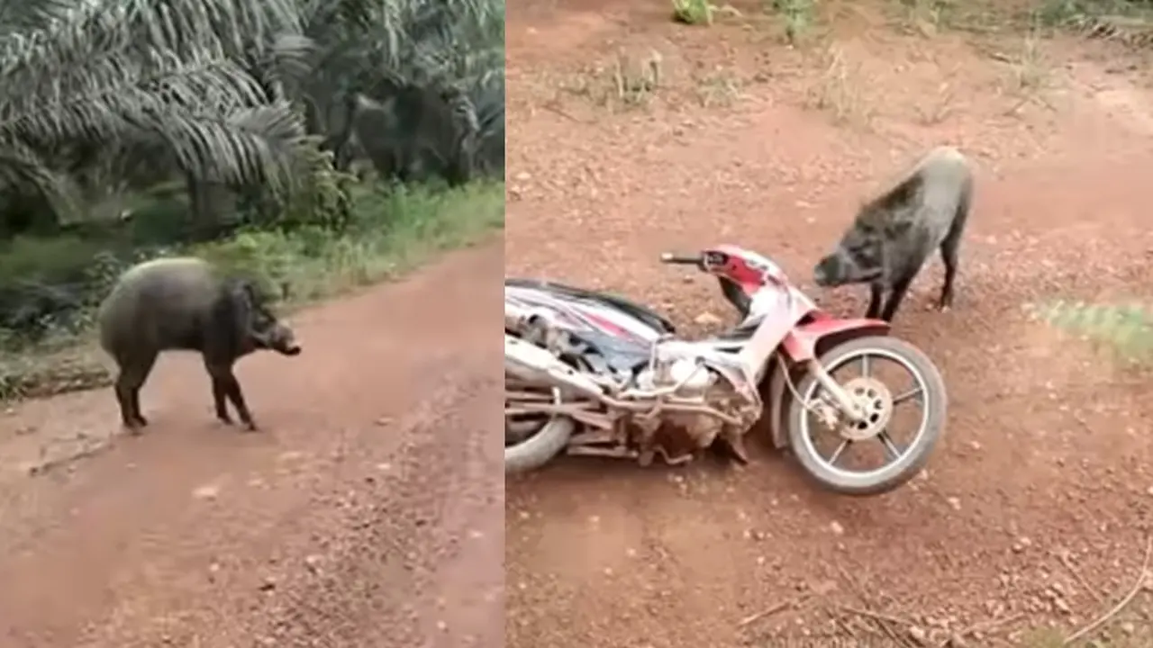 Babi hutan seruduk motor (Instagram/@memomedsos)