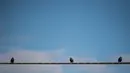 Tiga ekor burung duduk di kabel listrik di Washington, DC, pada tanggal (03/12/2016). (AFP PHOTO/NICHOLAS KAMM)