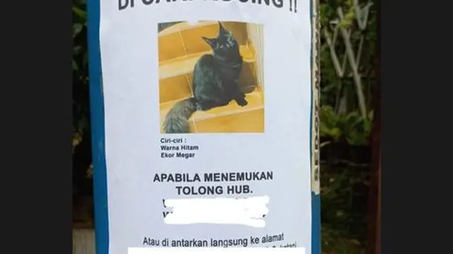 Beri Hadiah Mewah, Ini 6 Pengumuman Kucing Hilang Ini Bikin Heboh