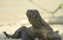 Tragis! Komodo Mati Ditabrak di Taman Nasional, Padahal Hewan Endemik Indonesia yang Dilindungi