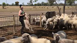 Seorang wanita bernama Emma Billet membawa seekor domba untuk dicukur bulunya di tempat pemotong bulu domba di New South Wales, Australia (21/2). Emma sudah memulai pekerjaannya sejak usia 19 tahun. (AFP/Peter Parks)