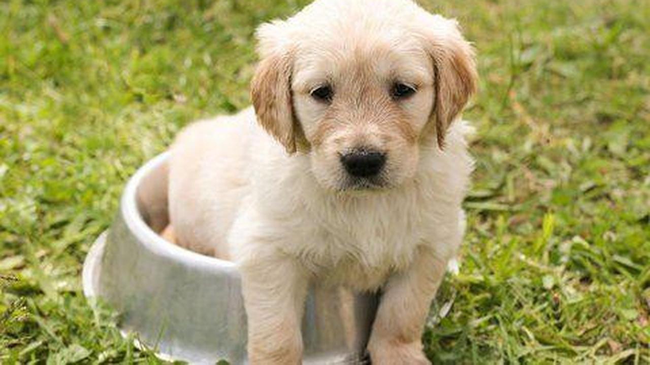 How To Train Your Dog To Poop In One Spot: The Ultimate Guide to Try