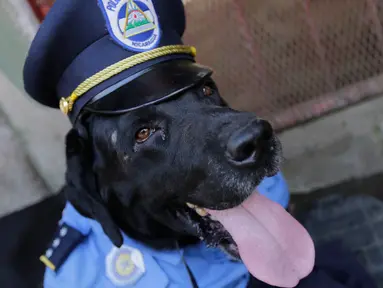 Seekor anjing mengenakan seragam polisi saat hadir dalam misa San Lazaro di Monimbo, Masaya, Nikaragua (18/3). Menurut kepercayaan setempat San Lazaro atau Saint Lazarus akan menjaga kesehatan anjing mereka. (AFP/Inti Ocon)