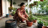 7 Cara Menanam Tanaman Hoya agar Tumbuh Subur dan Berbunga