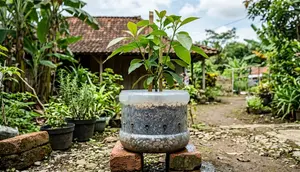 Cara Membuat Pot Galon Anti Becek untuk Alpukat, Akar Sehat dan Cepat Tumbuh