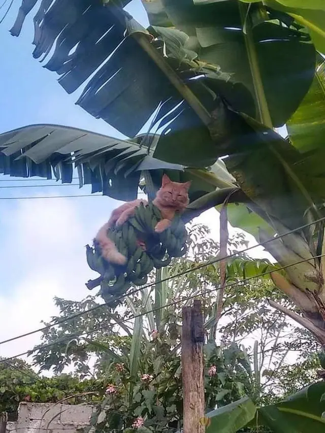 6 Tingkah Kucing Panjat Pohon Pisang Ini Bikin Geleng Kepala