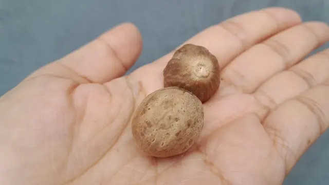 Buah pala dan kandungan minyak di dalamnya ternyata bermanfaat untuk kesehatan.