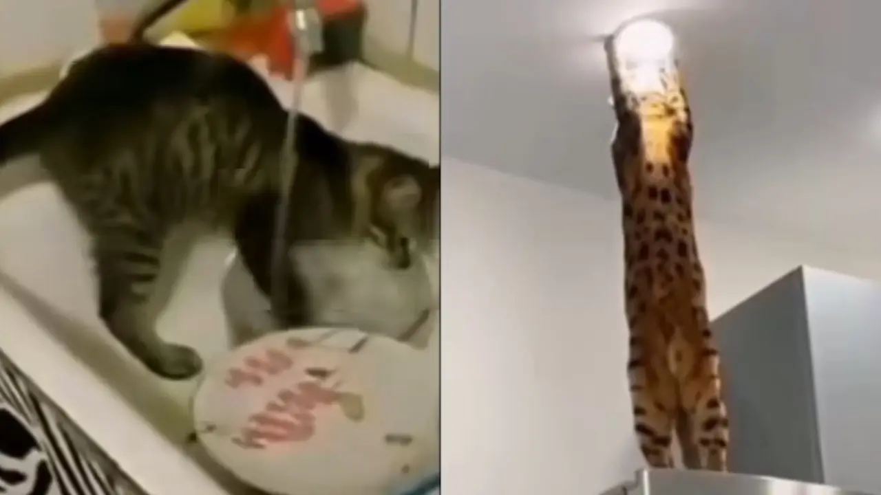Tingkah Kucing Bermanfaat Bagi Manusia