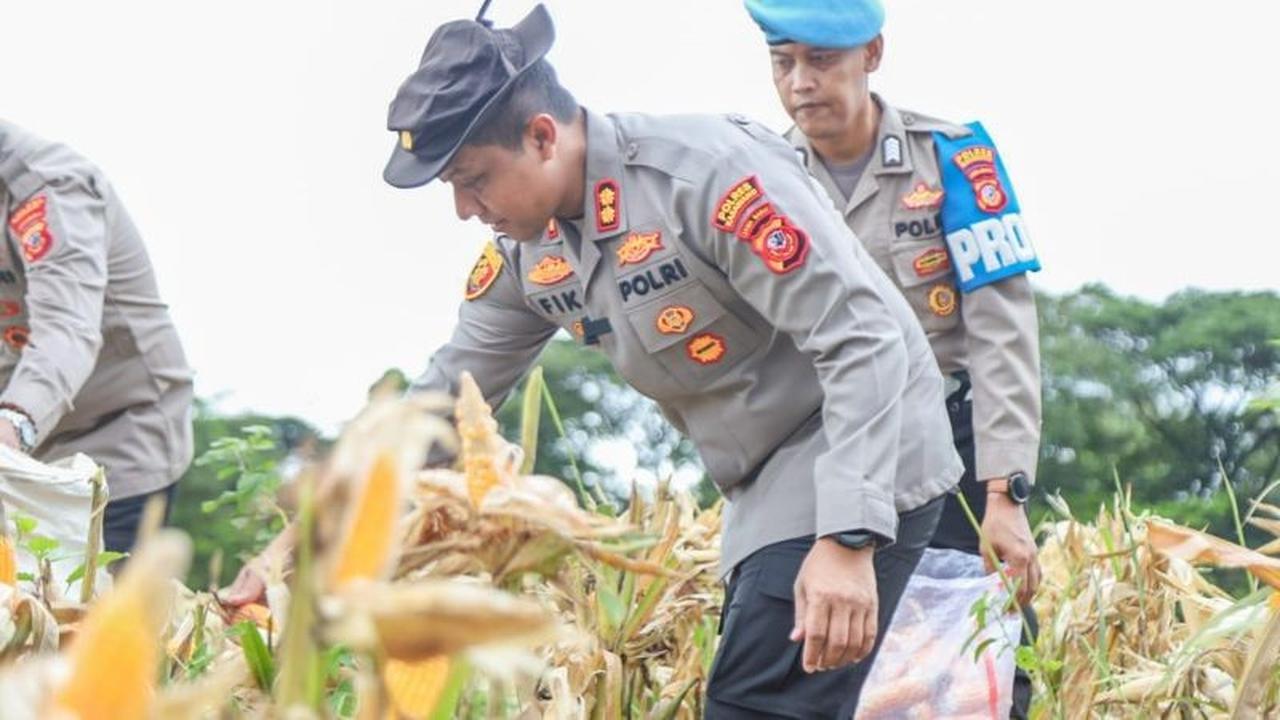 Kapolres Karawang Pimpin Panen Raya Jagung 28 Ton, Perkuat Ketahanan Pangan Daerah