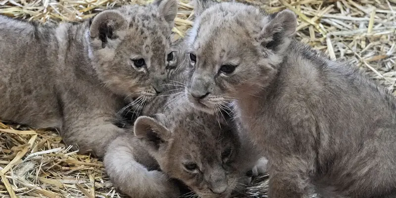 Singa Kembar Tiga di Kebun Binatang Jerman