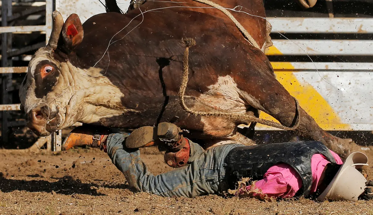 Seekor banteng aborigin terjatuh usai melempar seorang koboi selama kompetisi yang berlangsung di Festival Deni Ute Muster di Deniliquin, New South Wales, (1/10). (REUTERS/Jason Reed)