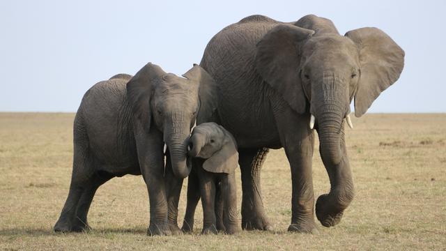 Elephants