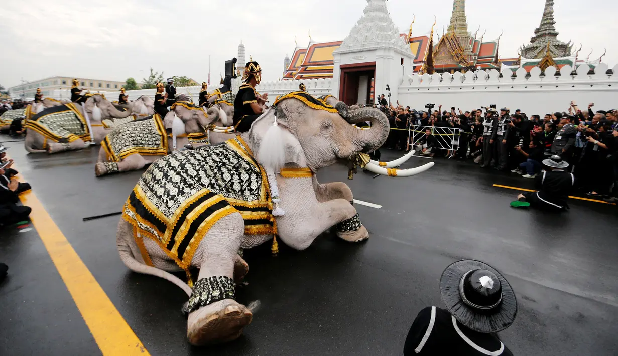 Gajah Ayutthaya duduk ditunggangi pawangnya memberikan penghormatan kepada mendiang Raja Thailand Bhumibol Adulyadej di depan Royal Palace, Bangkok, Thailand (8/11). Gajah merupakan hewan yang dikeramatkan oleh warga Thailand. (Reuters/Jorge Silva)