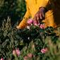 Pekerja di pertanian Bin Salman memetik mawar Damaskena (Damask) untuk menghasilkan air dan minyak mawar, di kota Taif, Saudi barat, pada 11 April 2021. Dikenal sebagai kota mawar, dengan sekitar 300 juta bunga mekar setiap tahun, Taif memiliki lebih dari 800 perkebunan bunga. (AFP/Fayez Nureldine)