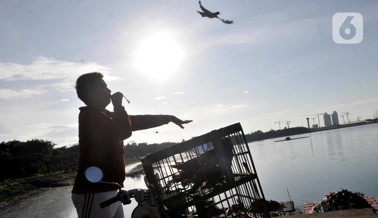Warga melatih burung dara atau merpati kolongan di kawasan Papanggo, Jakarta, Rabu (29/1/2020). Merpati kolongan menjadi mahal ketika sering memenangkan kejuaraan. (merdeka.com/Iqbal S. Nugroho)