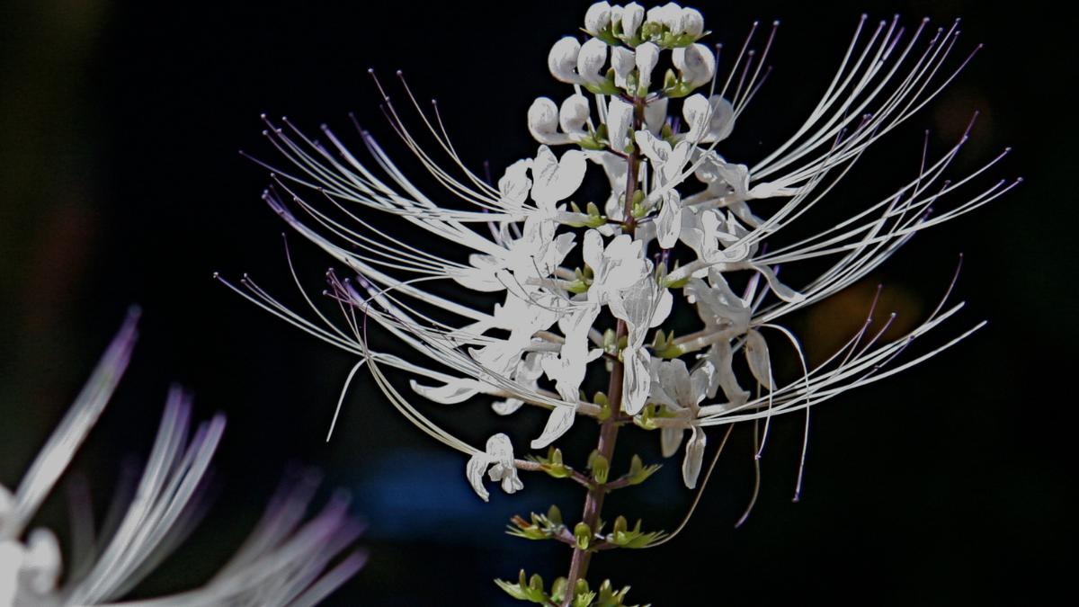 6 Manfaat Tanaman Kumis Kucing yang Sering Dianggap Gulma, Herbal Berkhasiat untuk Kesehatan