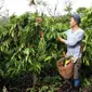 Aktifitas petani di Kota Pagar Alam Sumsel (Liputan6.com / Nefri Inge)