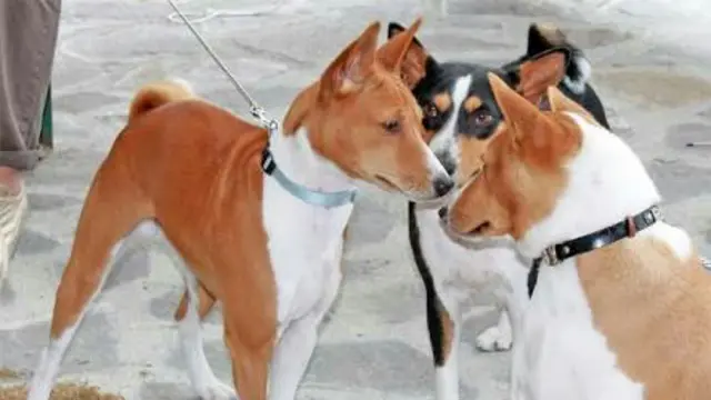 Keunikan Anjing Basenji