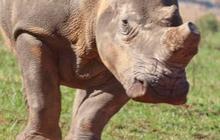 Apakah Benar Badak Keturunan Dinosaurus Jenis Triceratops?