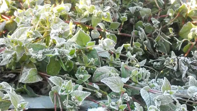 Fenomena Embun Es di Dieng, Dampak Aphelion?