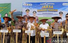 Kejari Sigi Panen Jagung 6 Ton, Dukung Swasembada Pangan Nasional