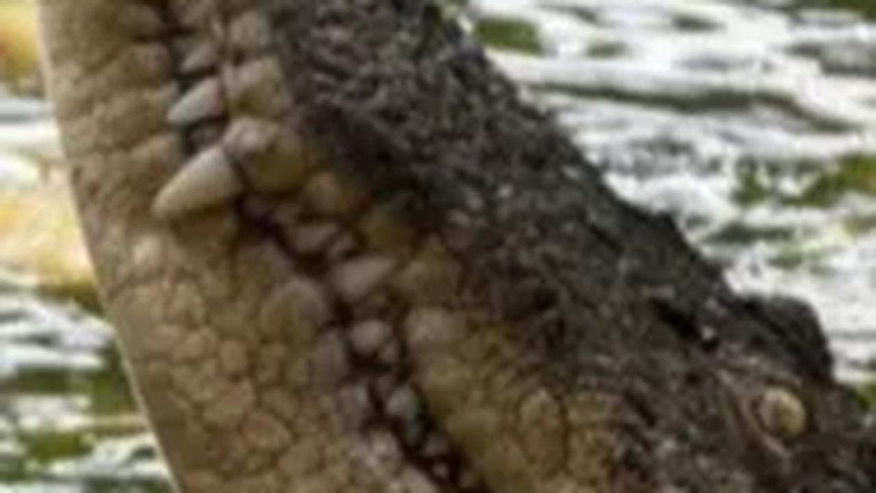 Heboh 'Buaya Dedi' Bikin Takut Warga Pamulang, Akhirnya Dievakuasi Damkar