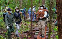Cara Menhut Selamatkan Orangutan yang Masuk Area Tambang