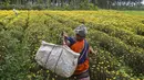 Seorang petani membawa bunga krisan yang dipanen dari sebuah ladang di pinggiran Bangalore (5/10/2021). Bunga krisan, seruni  atau krisantemum adalah sejenis tumbuhan berbunga yang sering ditanam sebagai tanaman hias pekarangan atau bunga petik. (AFP/Manjunathm Kiran)