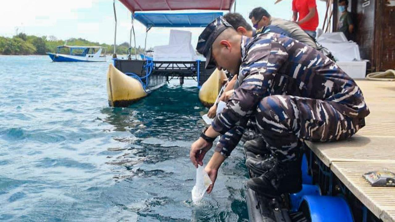 FOTO: TNI AL Gagalkan Penyelundupan 85 Ribu Benih Lobster di Banyuwangi