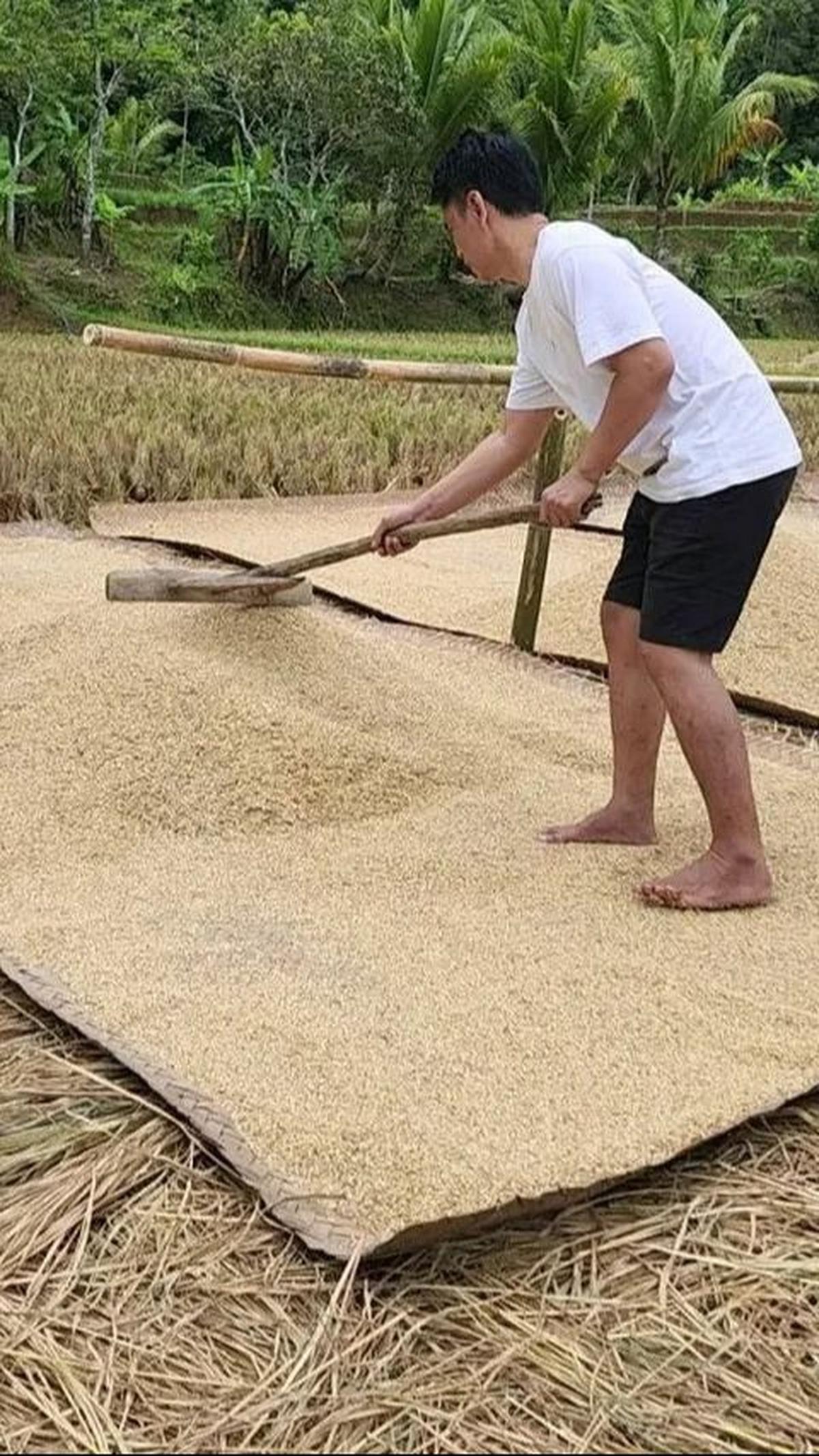 Lebih lanjut, Endang Mulyana tidak ragu untuk membagikan aktivitasnya di bidang pertanian ke media sosial. Dari menanam hingga menjemur padi, dengan latar belakang gunung yang indah.