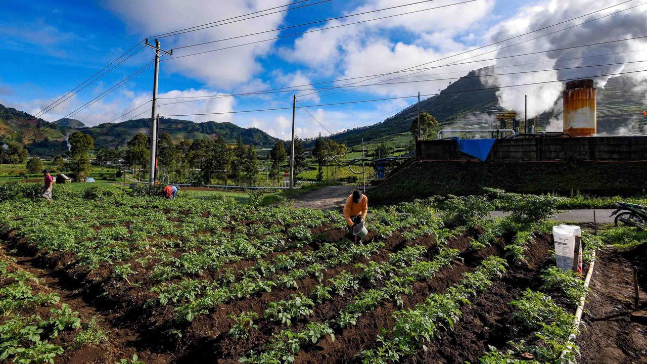 FOTO: Petani Kentang Dieng Terpinggirkan di Tengah Turunnya Harga Pupuk Subsidi