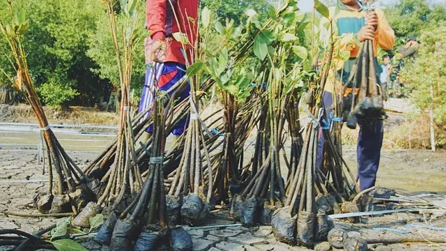 7 Potret Suasana Penanaman Pohon di Kebun Raya Mangrove Pertama di Dunia