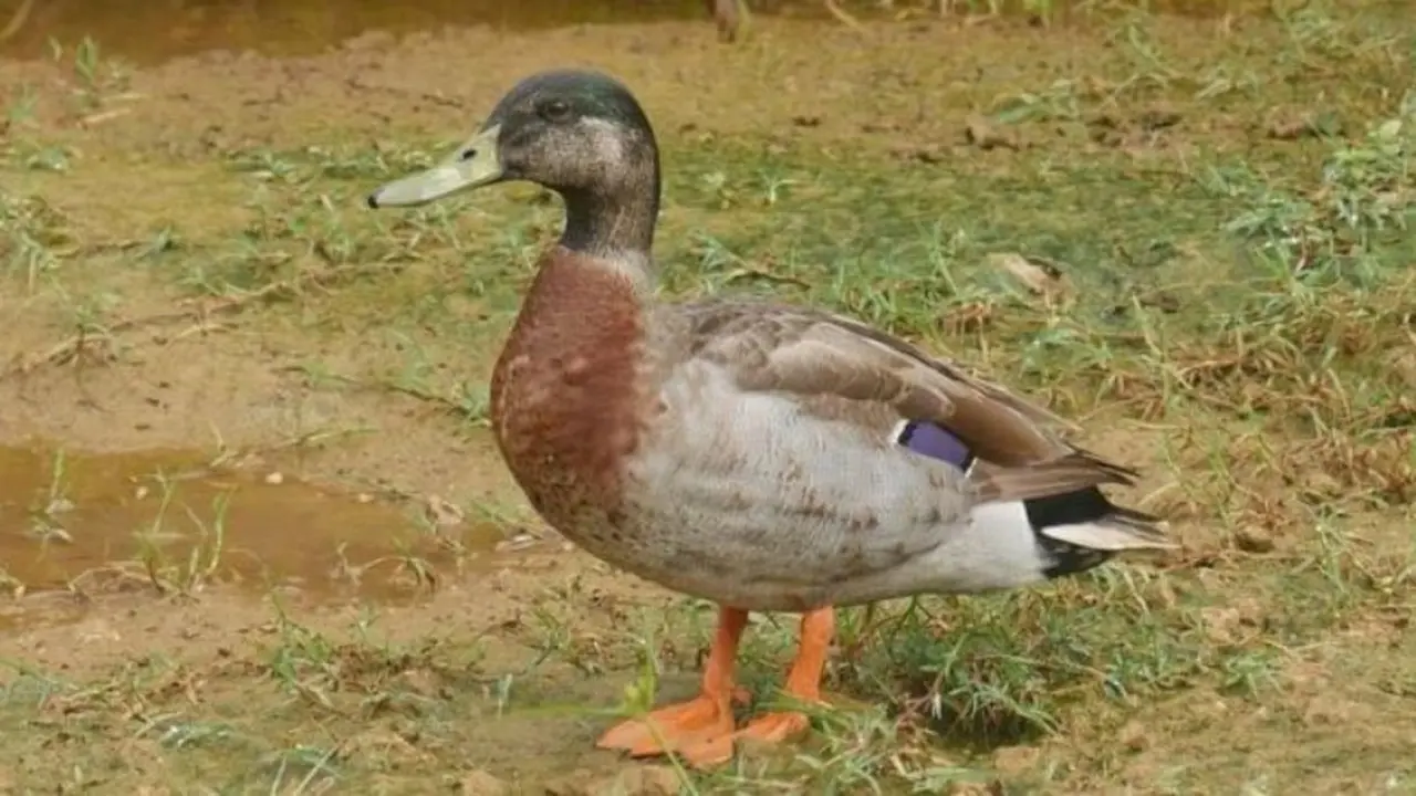 Selandia Baru Bersedih karena Seekor Bebek, Kenapa?