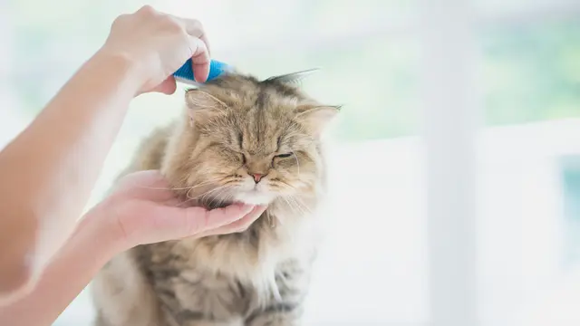 4 Perawatan Harian untuk Kucing Kesayangan, Biar Si Kecil Berbulu Tetap Cantik Menawan
