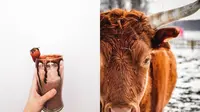 Orang Percaya Susu Cokelat Berasal dari Sapi Cokelat (Sumber: Pexels)